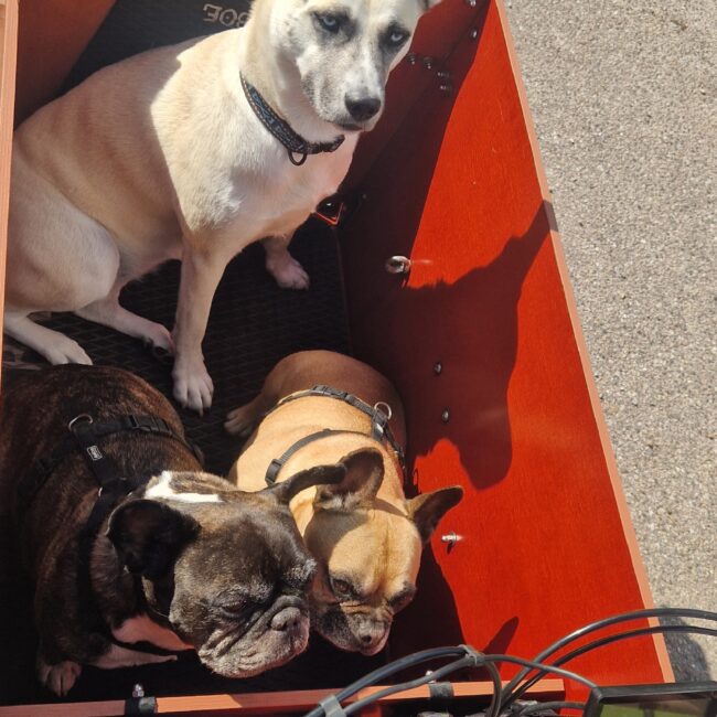 bakfiets 3 honden
